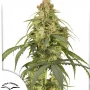 Семена конопли Auto CBD-Victory® от Dutch Passion